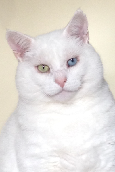Cat photo thread