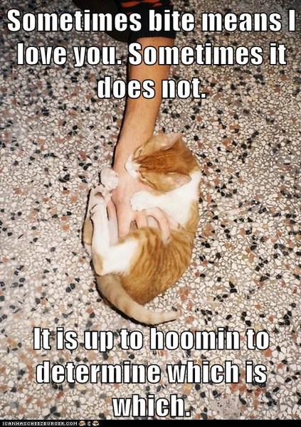 Why is my cat such a bitey git?