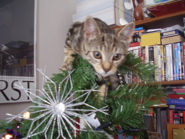 Cat photo thread