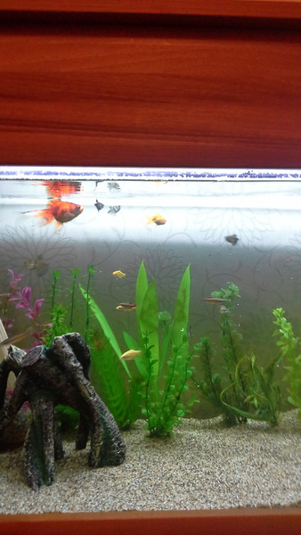 Can I have coarse snad/fine gravel if I have goldfish?