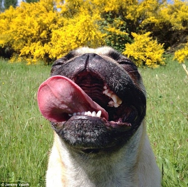 Do you have a picture of your happy dog that you wouldn't mind posting and me using on my page?