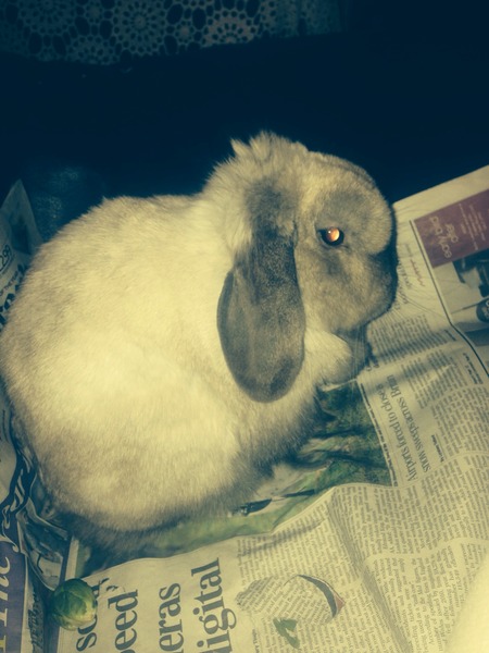 Help, think bunny is dying :-(