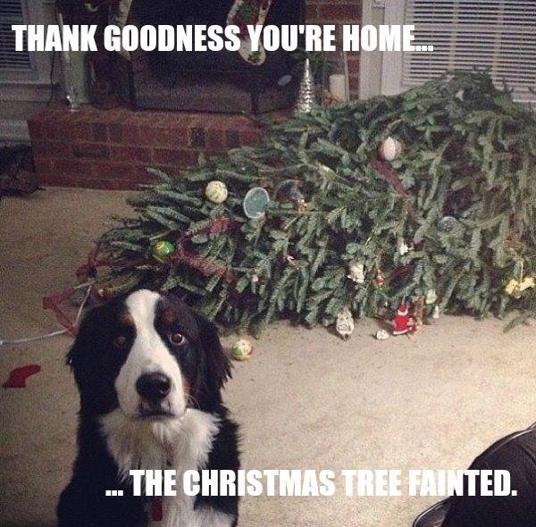 Can I ask? Christmas trees, presents and the dog.