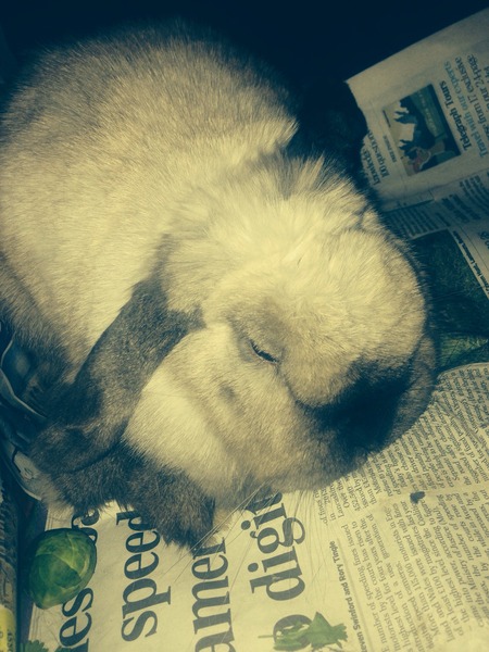 Help, think bunny is dying :-(