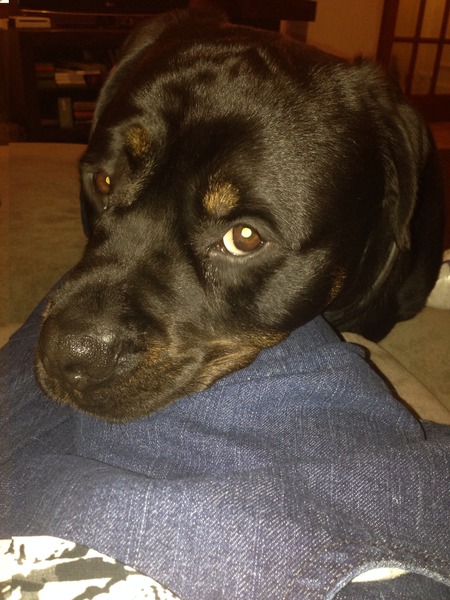 Is it just big fat stinking Rottweilers that are lap dogs/think they are cats?