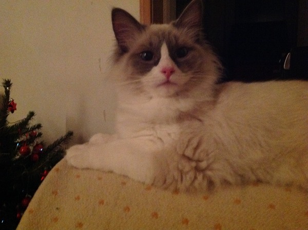 Tell me about Maine coons