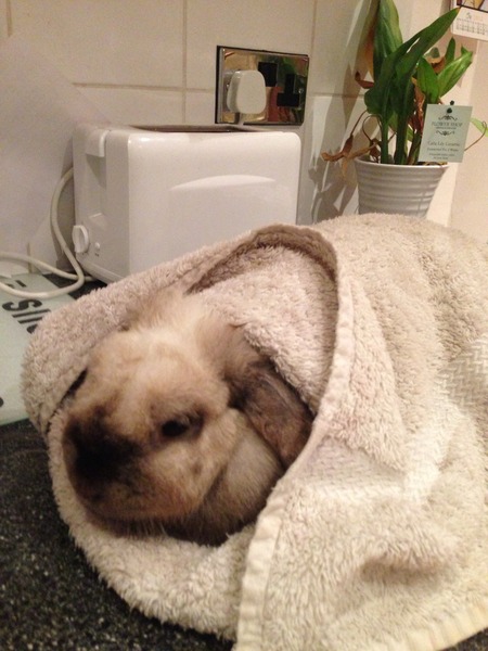 Help, think bunny is dying :-(