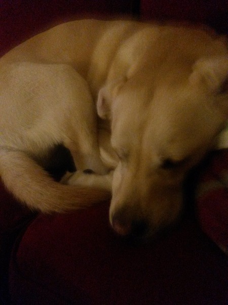 To wonder how hard dog ownership is?