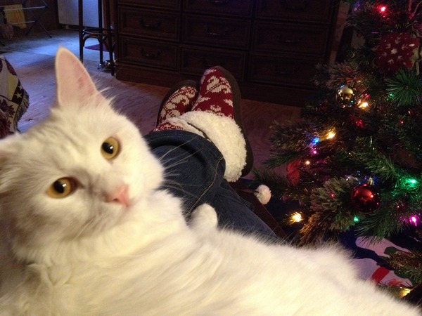 Cat photo thread