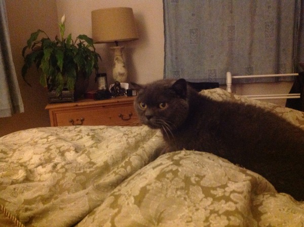 Cat photo thread
