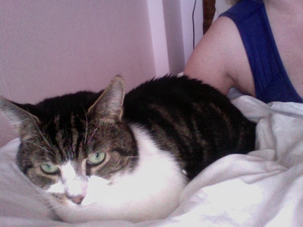 Cat photo thread