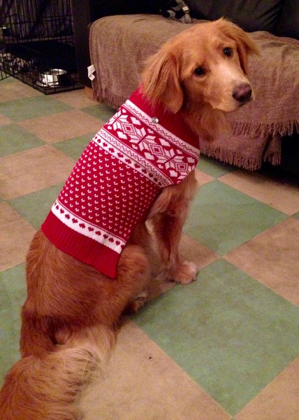 Non-doggy person, but considering getting a dog. Talk to me doggy people!