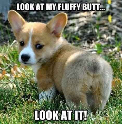 To want a small dog in a house full of large dogs?