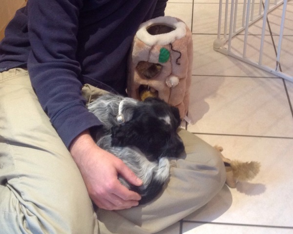 First puppy but worried that all its siblings have died