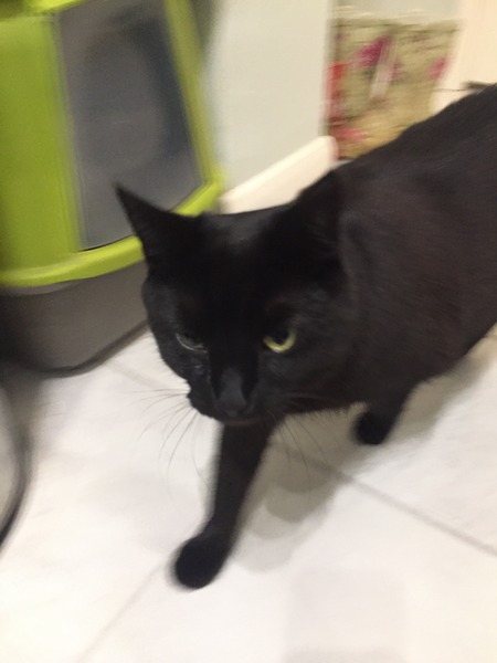 Cat has just come in with one eye closed.