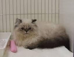 Feeling overwhelmed by new cat