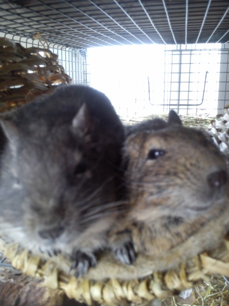 Super Furry Animal Photos - you know you want to...