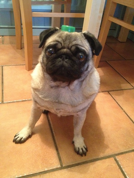 Do you have a picture of your happy dog that you wouldn't mind posting and me using on my page?