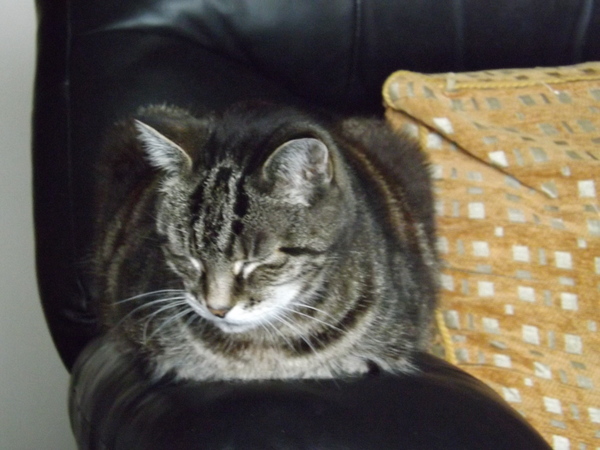 Cat photo thread