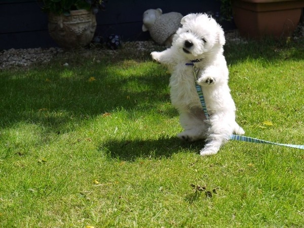 Do you have a picture of your happy dog that you wouldn't mind posting and me using on my page?