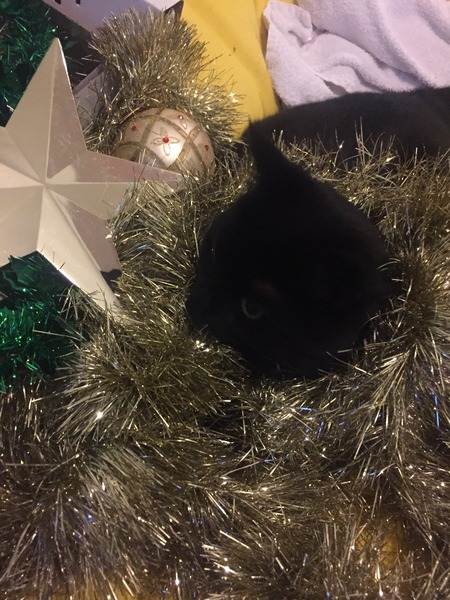 Grab your Ganeshas and collect your cats: The Elderberry Pavlovas in the Quest for the New Year clusterdiff (thread 25)