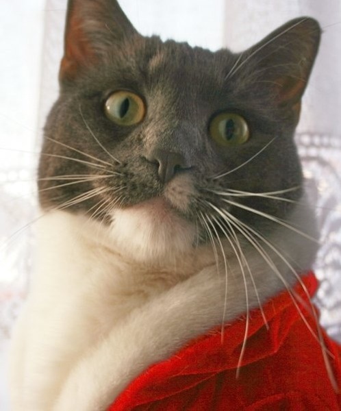 Cat photo thread