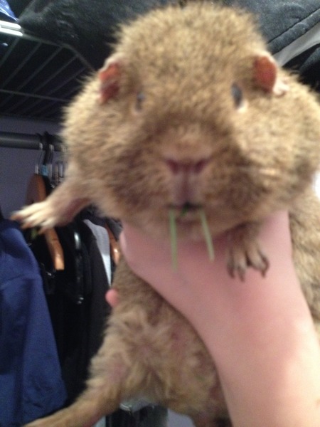 Super Furry Animal Photos - you know you want to...