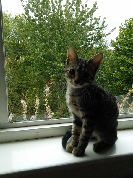 Cat photo thread