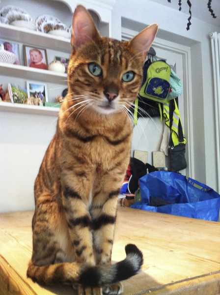 MISSING MUCH LOVED FAMILY CAT