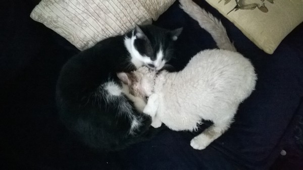 Cat photo thread