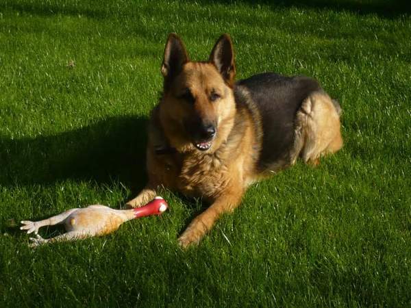 Do you have a picture of your happy dog that you wouldn't mind posting and me using on my page?