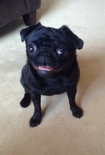 Do you have a picture of your happy dog that you wouldn't mind posting and me using on my page?