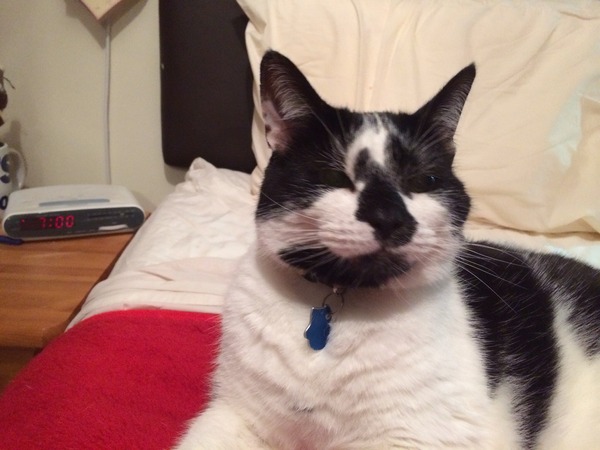 Cat photo thread
