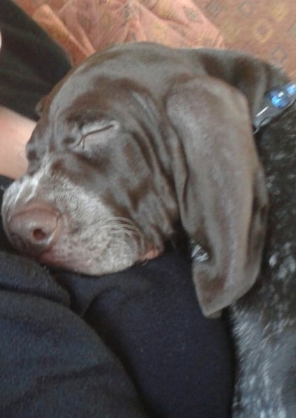 Am I being an idiot getting a dog?