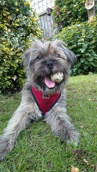 Who's your Doggy Sidekick? Share your love with #AnnieMovie and you could be in the chance of winning £150 worth of High Street Vouchers and a Sandy Plush Toy! NOW CLOSED