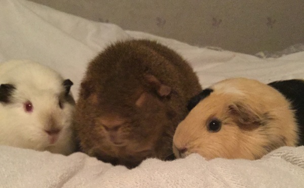 Super Furry Animal Photos - you know you want to...