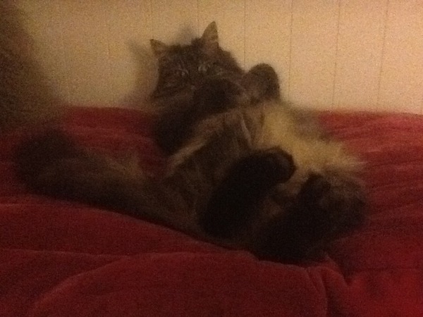 Tell me about Maine coons