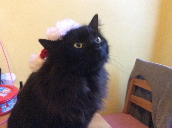 what are you buying .... for pets!