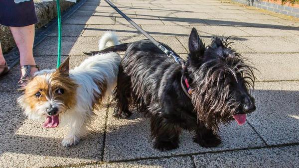 Who's your Doggy Sidekick? Share your love with #AnnieMovie and you could be in the chance of winning £150 worth of High Street Vouchers and a Sandy Plush Toy! NOW CLOSED