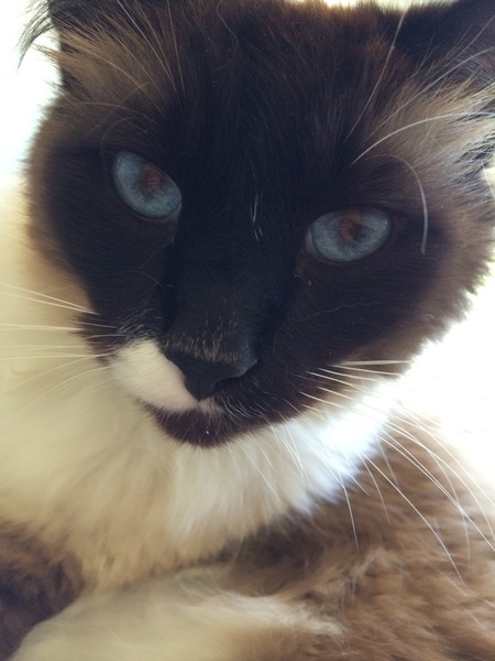 Cat photo thread