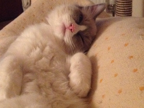 Ragdoll kitten or not?