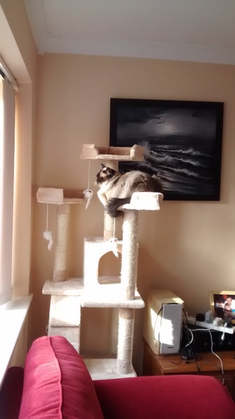 Cat photo thread