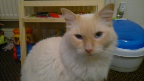 Adopted Ragdoll