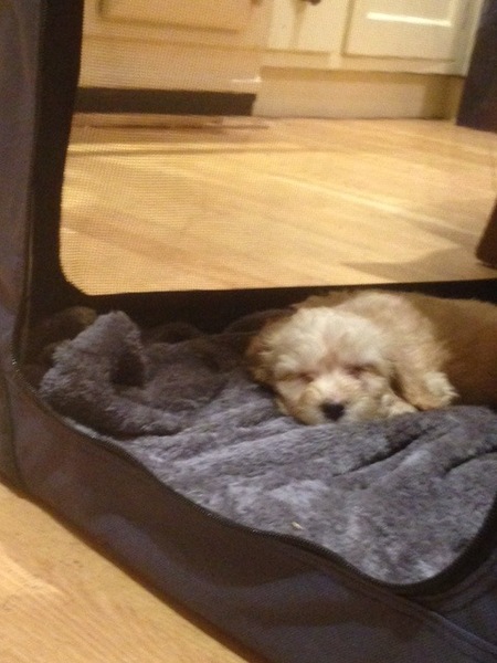 We've just picked up our new puppy...