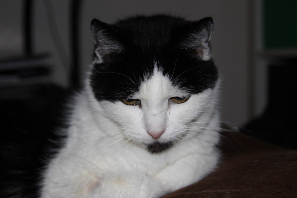 Cat photo thread