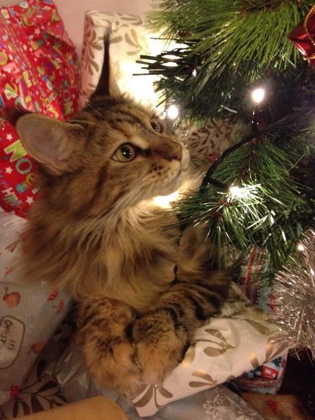 How's the xmas tree doing?