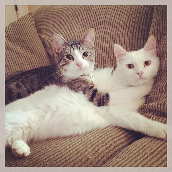 Cat photo thread