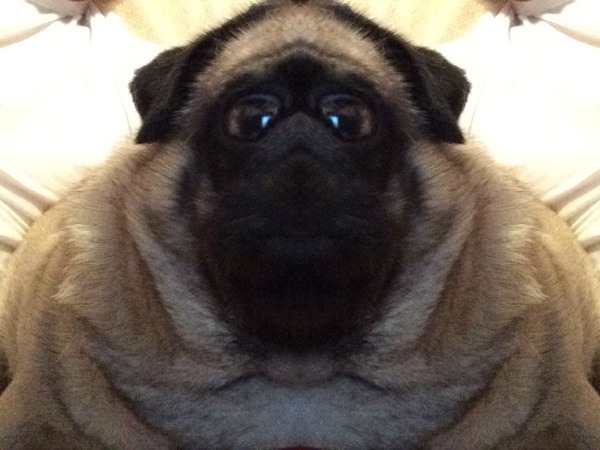 Do you have a picture of your happy dog that you wouldn't mind posting and me using on my page?