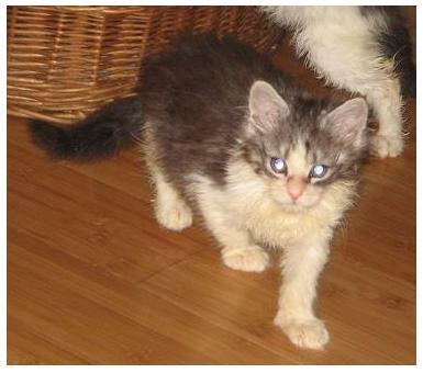 Help name my kitten! (With pic)