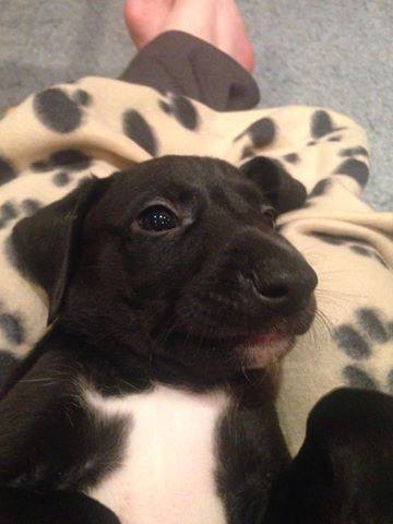 Help - a Lovely but heavily pregnant Lurcher turned up at my door today